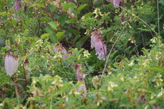 Campanula punctata hondoensis