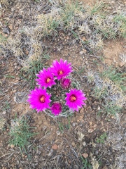 Mammillaria wrightii wrightii