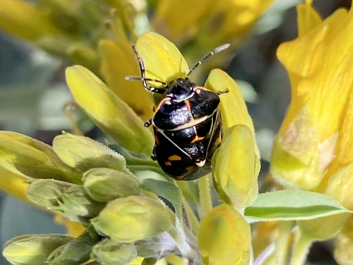 iNaturalist observation photo of Harlequin Bug
