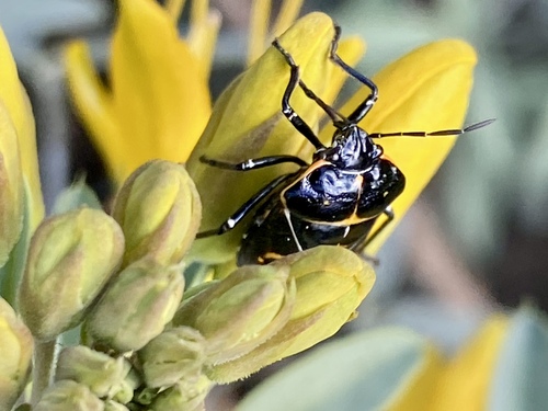 iNaturalist observation photo of Harlequin Bug