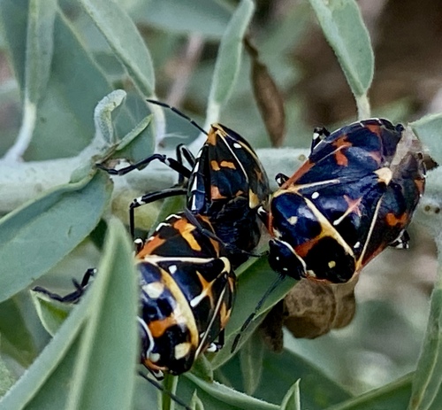 iNaturalist observation photo of Harlequin Bug