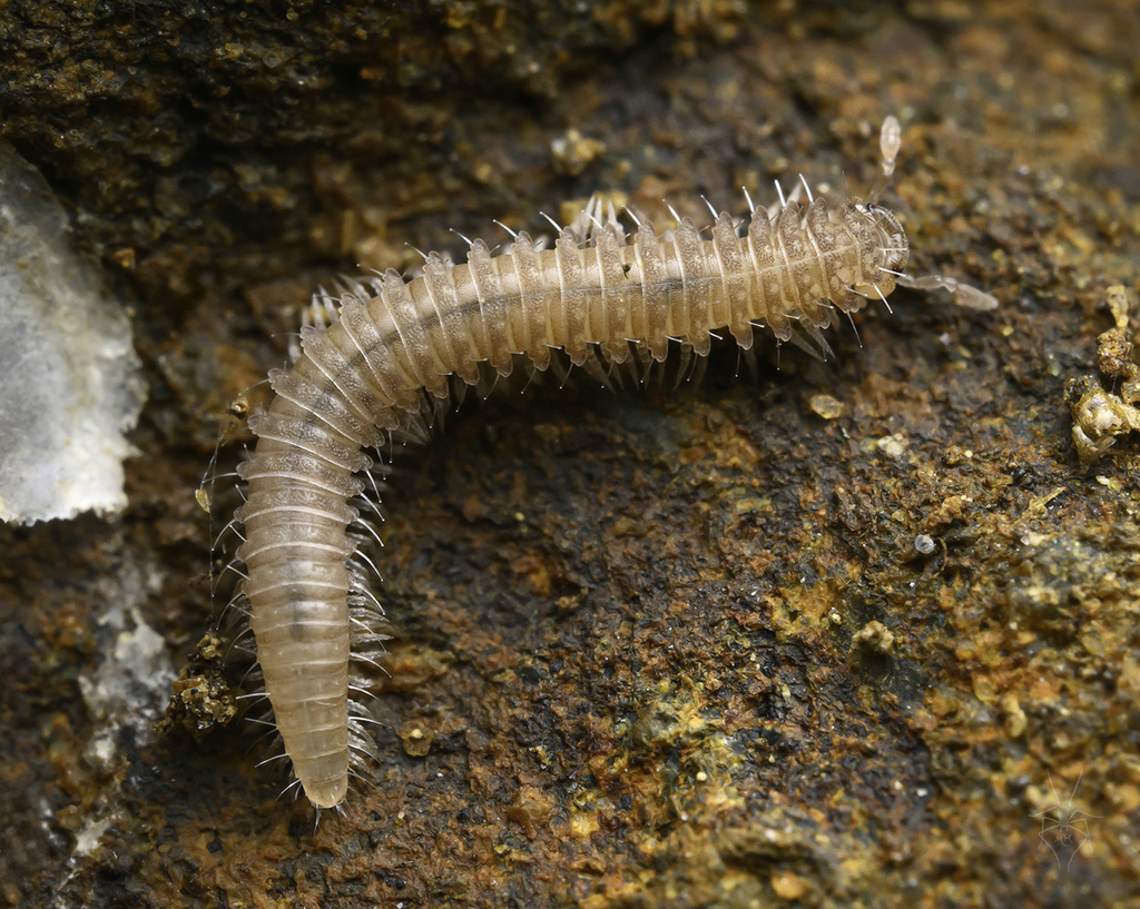 Apterourus