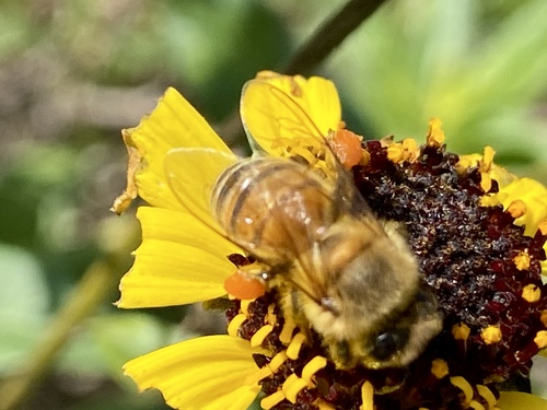 iNaturalist observation photo of Western Honey Bee