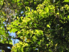Syzygium gerrardii