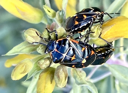 iNaturalist observation photo of Harlequin Bug