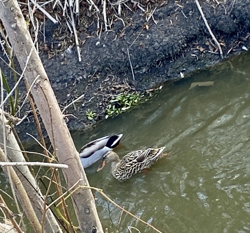 iNaturalist observation photo of Mallard