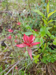 Castilleja purpurascens