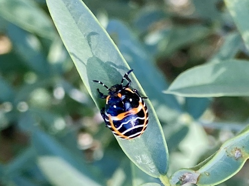 iNaturalist observation photo of Harlequin Bug
