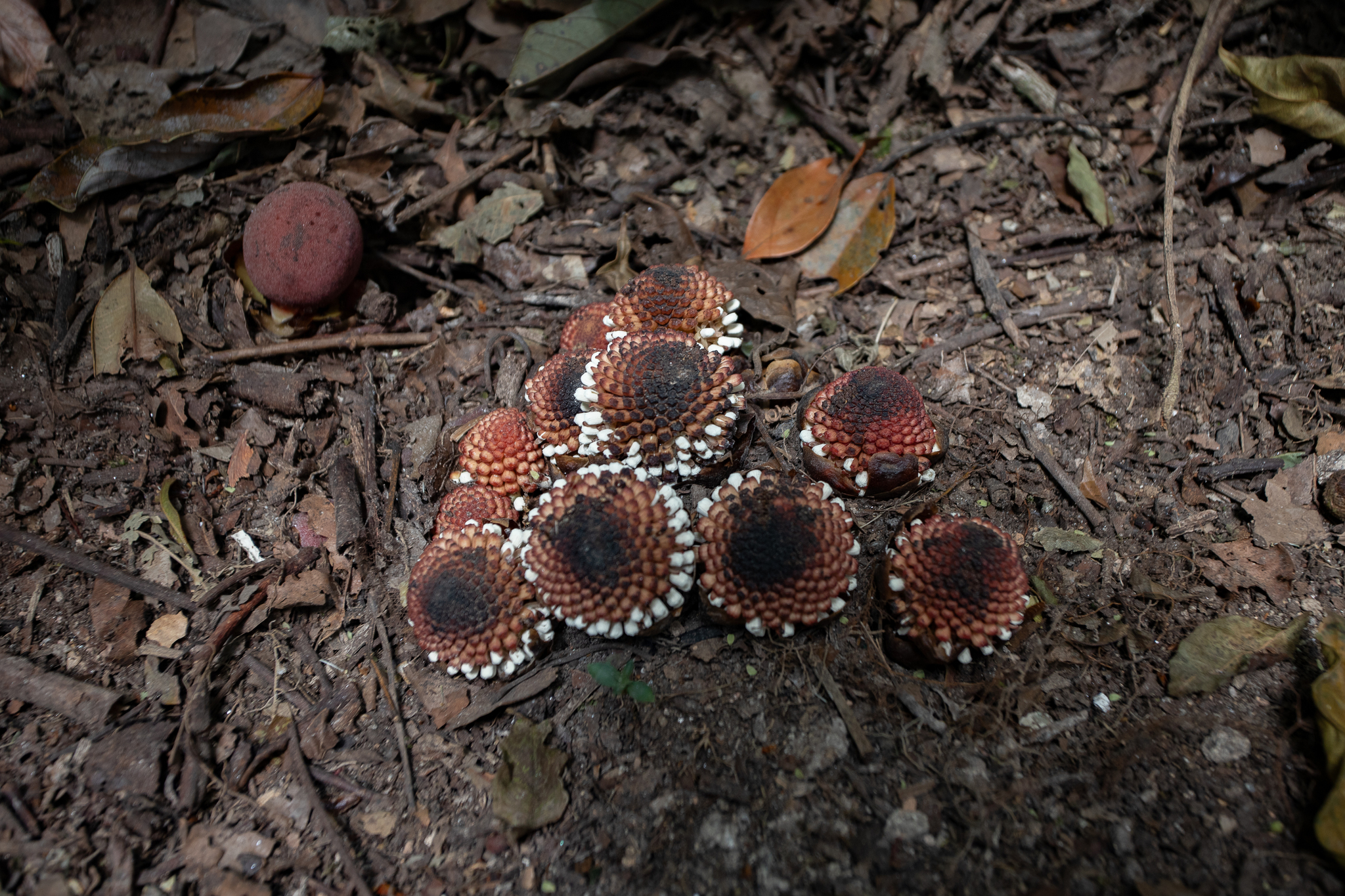 Imagem de Flor-de-cera