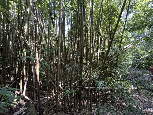 Foto de Bambu-mossô