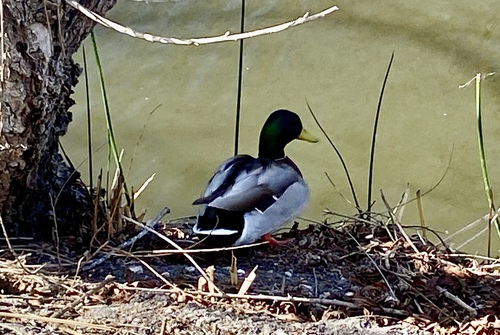 iNaturalist observation photo of Mallard