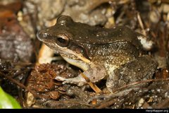Leptodactylus albilabris
