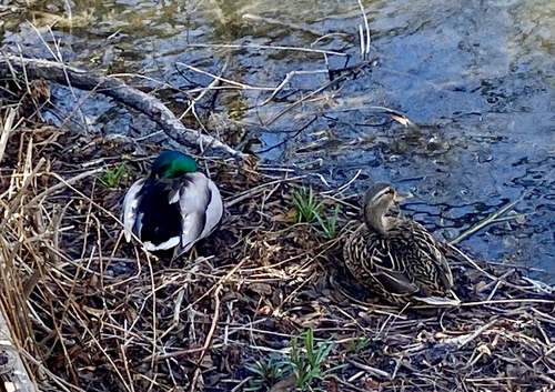 iNaturalist observation photo of Mallard
