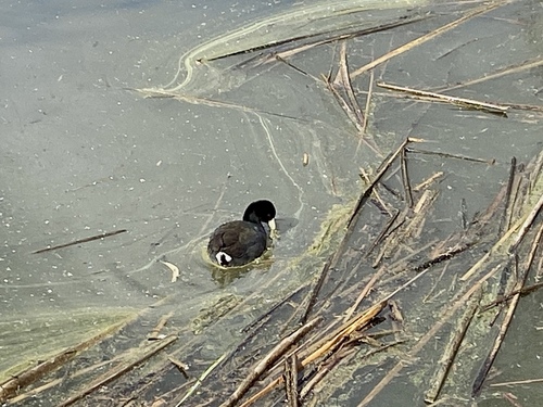 iNaturalist observation photo of American Coot