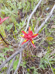 Castilleja purpurascens