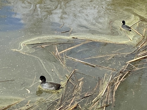 iNaturalist observation photo of American Coot