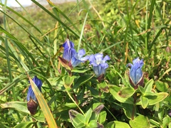 Gentiana platypetala