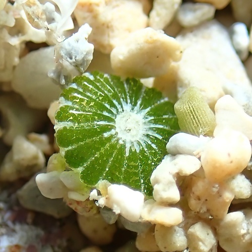 Parvocaulis parvulus, 2025-02-09