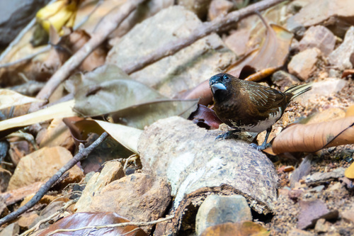 White-bellied Munia (Lonchura leucogastra), photo 8