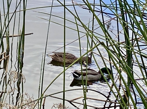 iNaturalist observation photo of Mallard