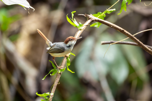Rufous-tailed Tailorbird (Orthotomus sericeus), photo 9