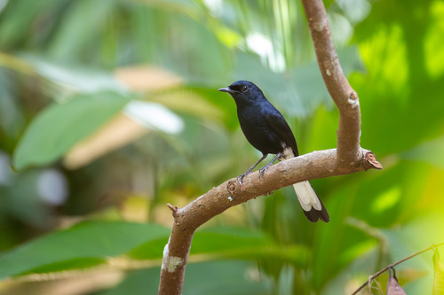 White-vented Shama (Copsychus niger), photo 6