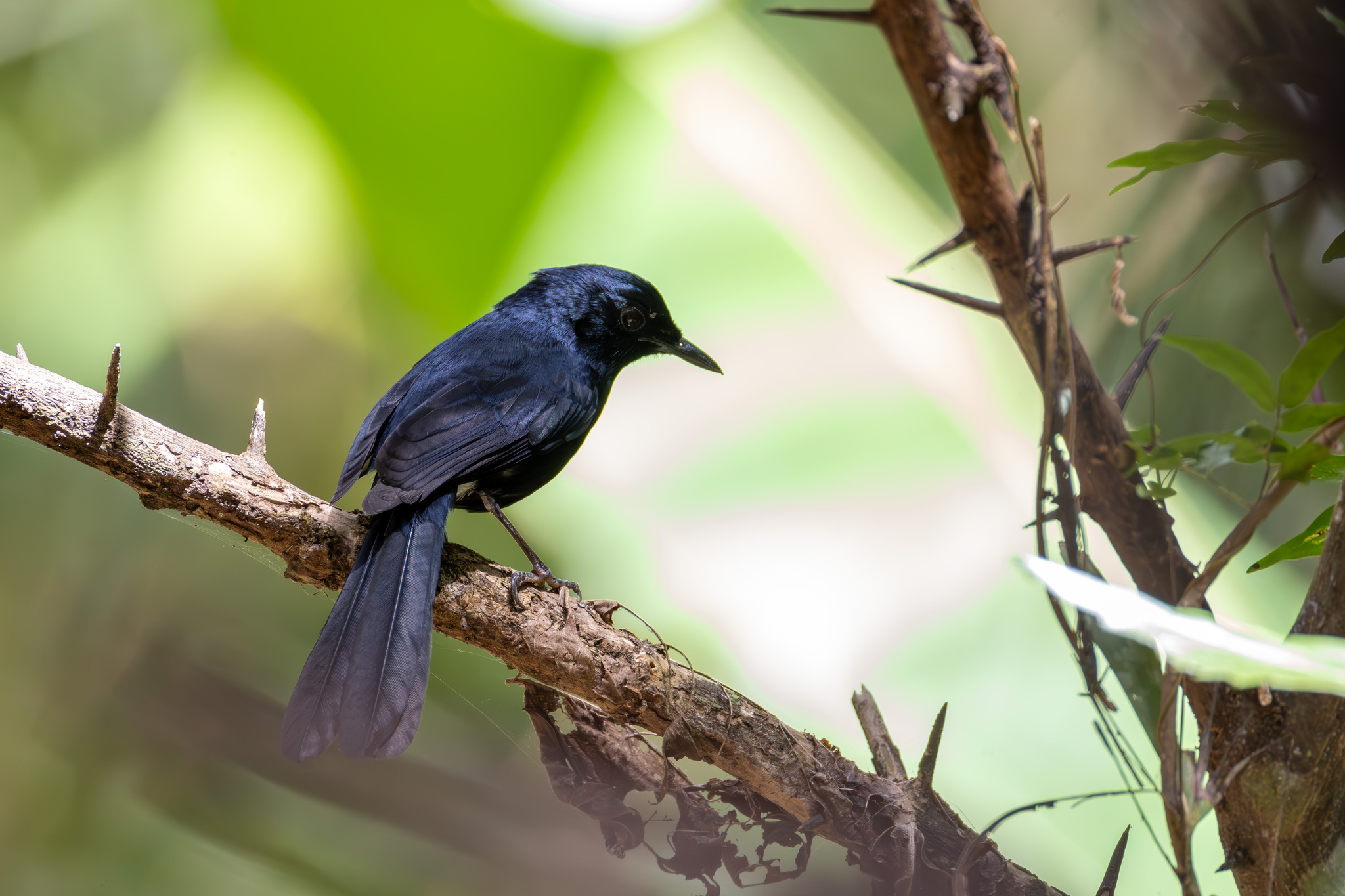 White-vented Shama illustration