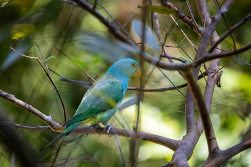 Blue-headed Racket-tail (Prioniturus platenae), photo 8