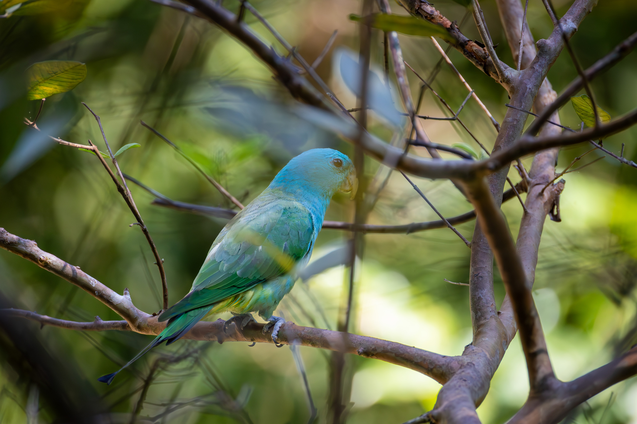 Blue-headed Racket-tail (Prioniturus platenae), photo 1