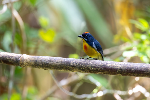 Palawan Flowerpecker (Prionochilus plateni)
