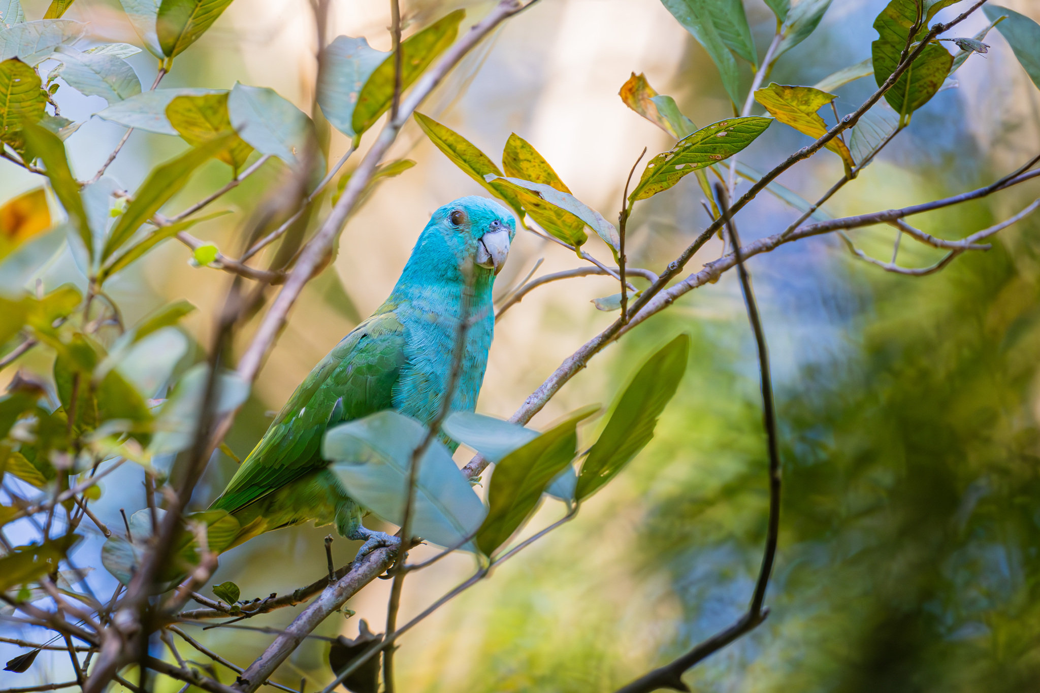 Blue-headed Racket-tail (Prioniturus platenae), photo 2
