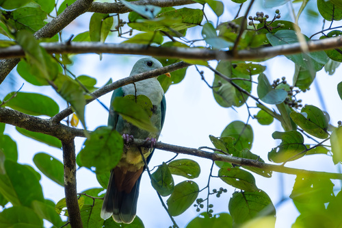 Black-chinned Fruit Dove (Ramphiculus leclancheri), photo 9