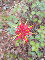 Castilleja purpurascens