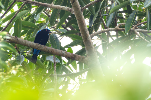 Palawan Fairy-bluebird (Irena tweeddalii), photo 6