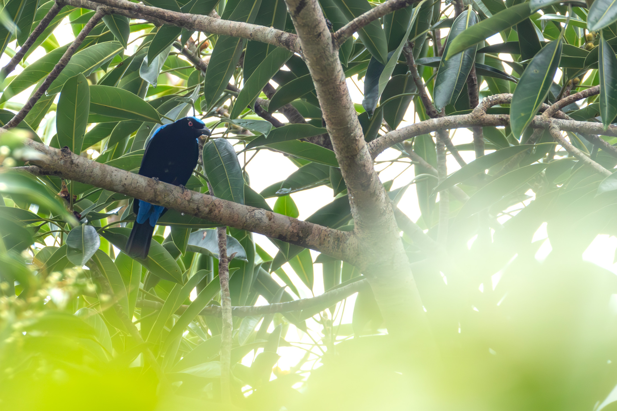 Palawan Fairy-bluebird illustration