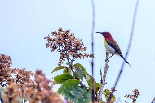 Lovely Sunbird (Aethopyga shelleyi)