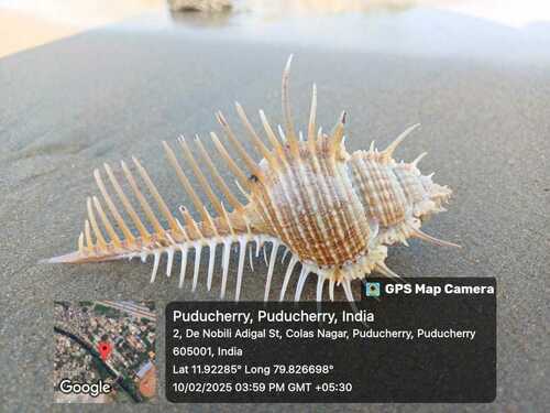 Murex pecten observed 2025-02-10