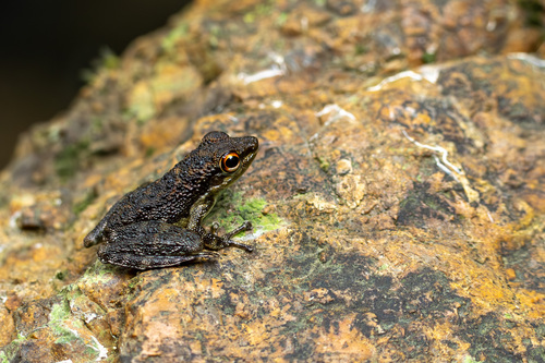Palawan Rock Frog, Staurois nubilus