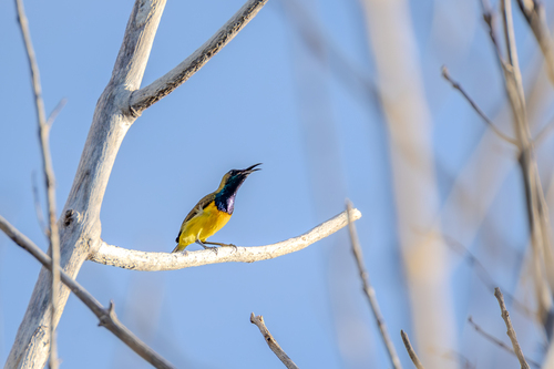 Garden Sunbird (Cinnyris jugularis), photo 6