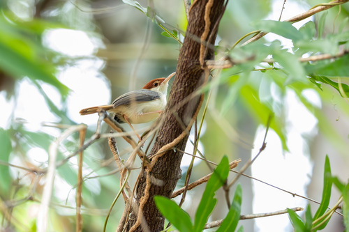 Rufous-tailed Tailorbird (Orthotomus sericeus), photo 4