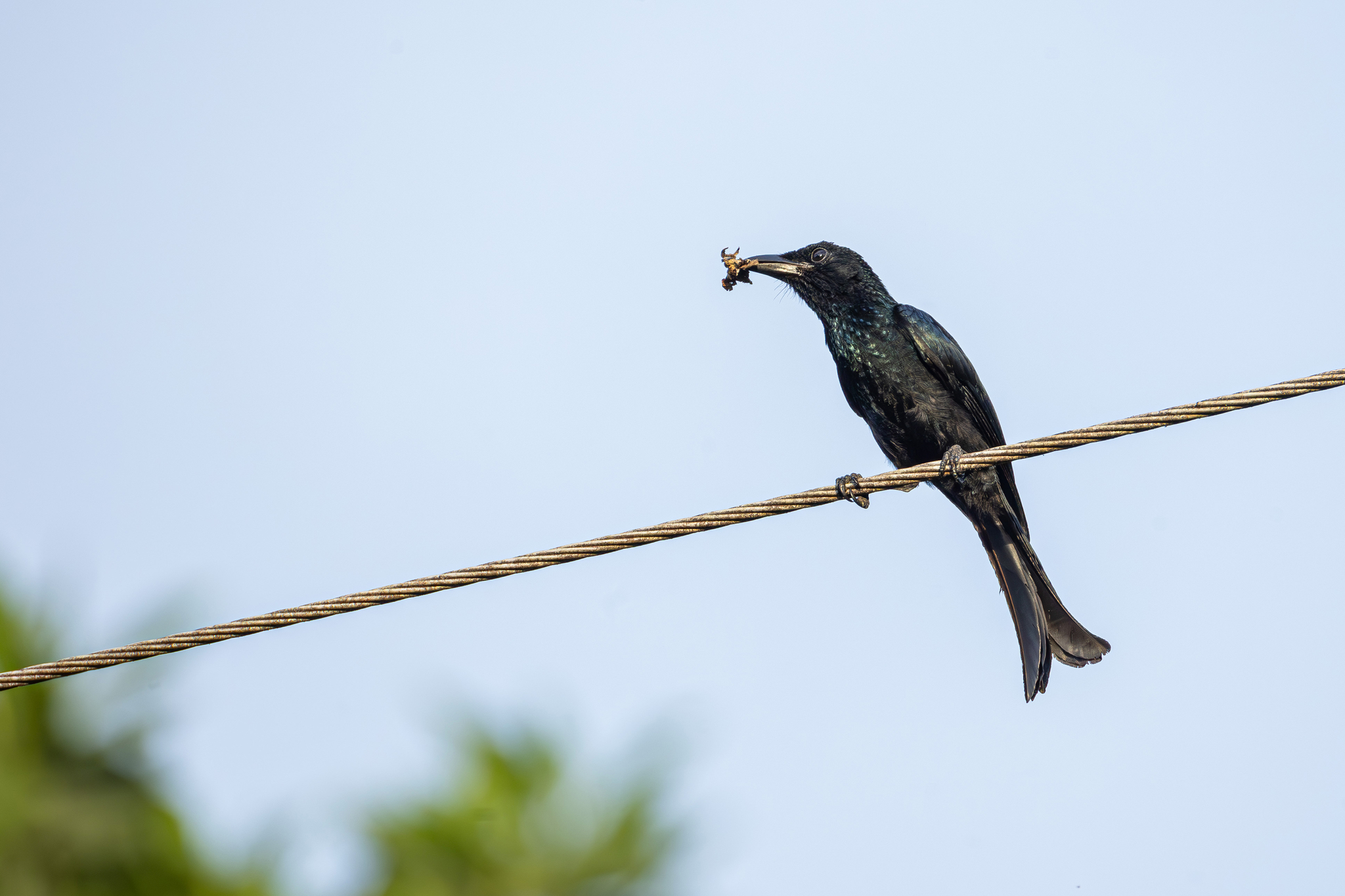 Palawan Drongo (Dicrurus palawanensis), photo 9