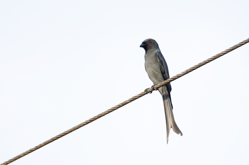 Dicrurus leucophaeus observed 2024-12-30
