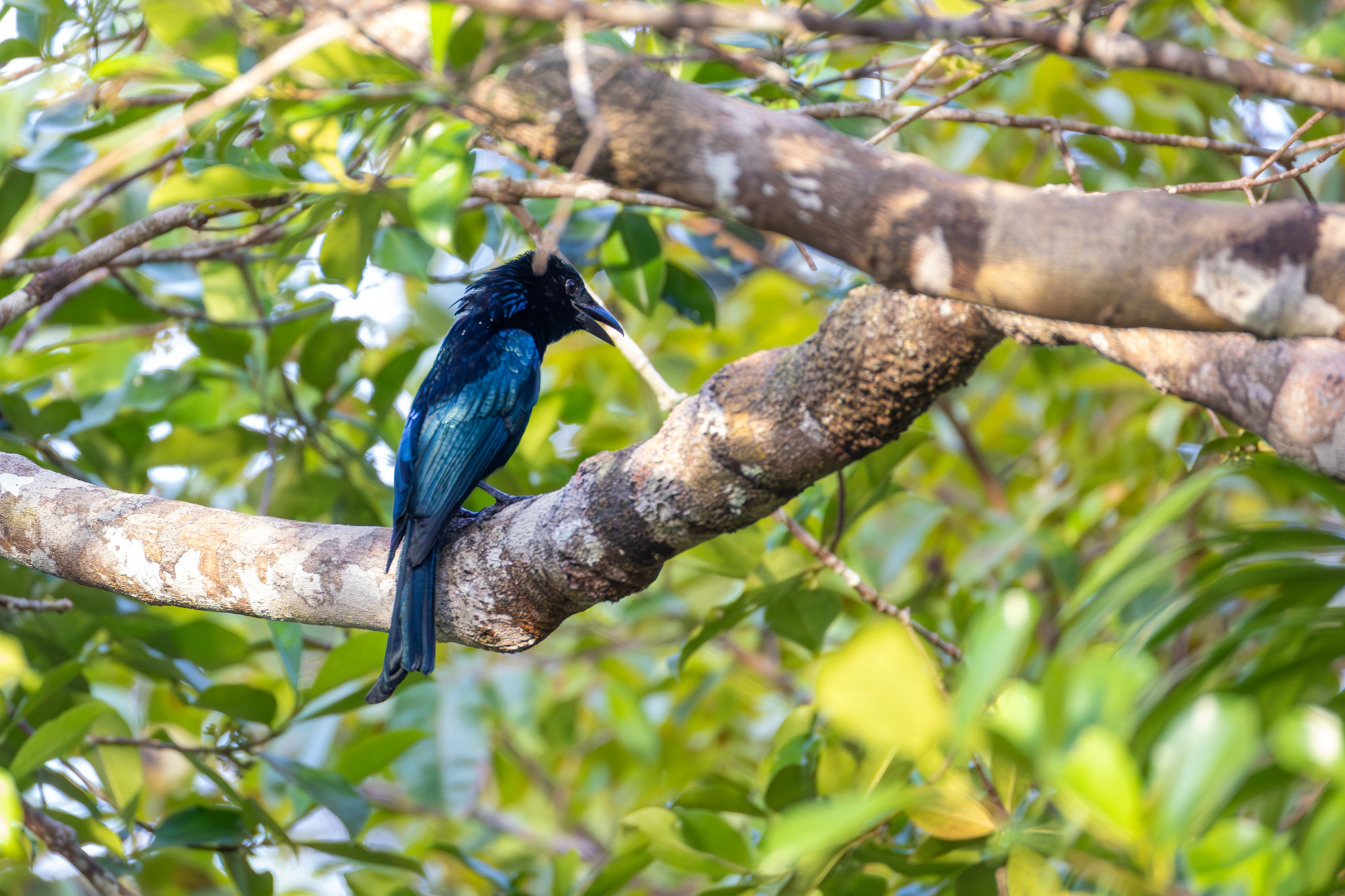 Palawan Drongo (Dicrurus palawanensis), photo 8