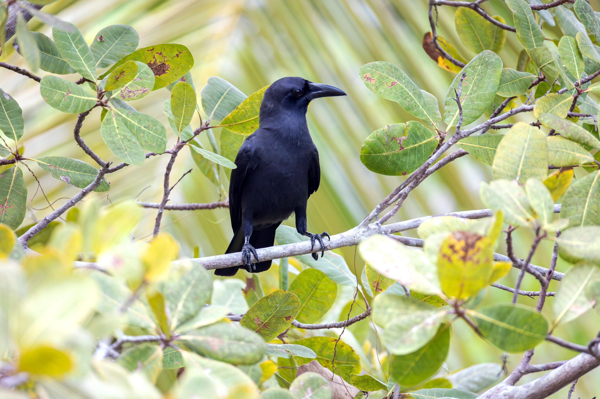 Palawan Crow (Corvus pusillus), photo 3