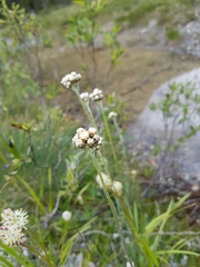 Antennaria pulcherrima