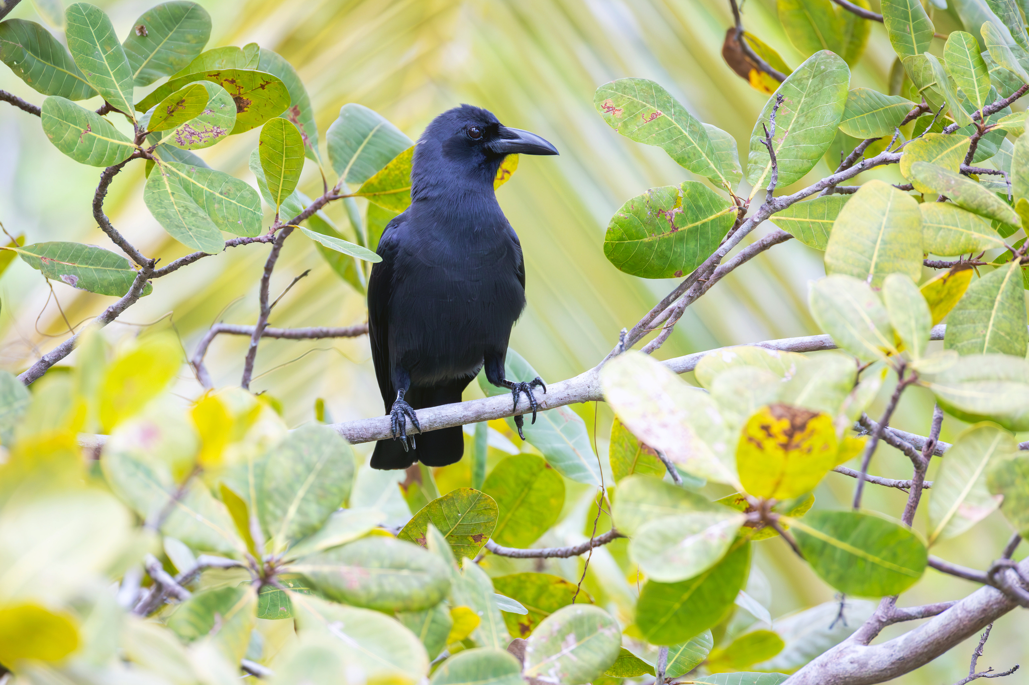 Palawan Crow (Corvus pusillus), photo 4