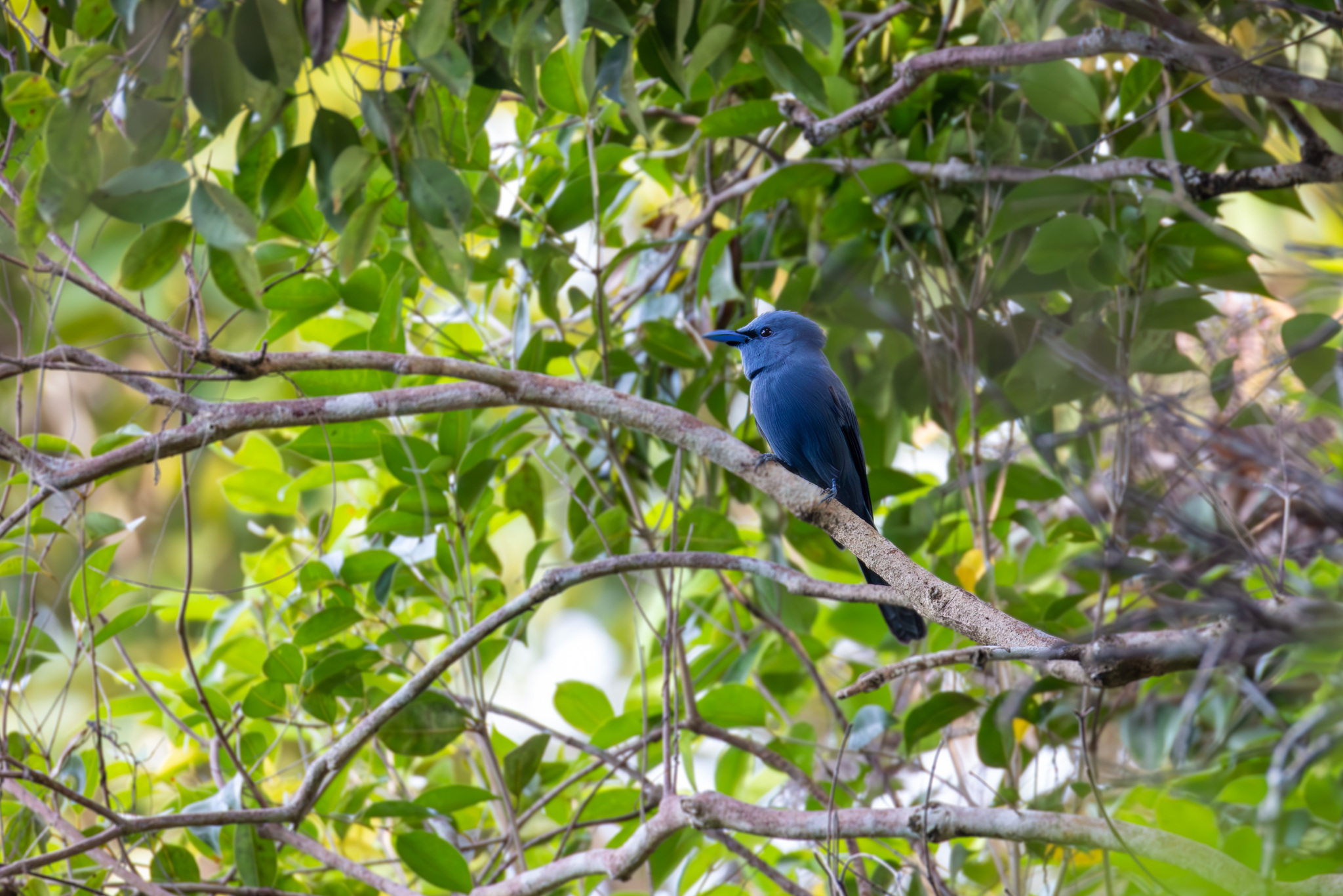 Blue Paradise Flycatcher (Terpsiphone cyanescens), photo 5
