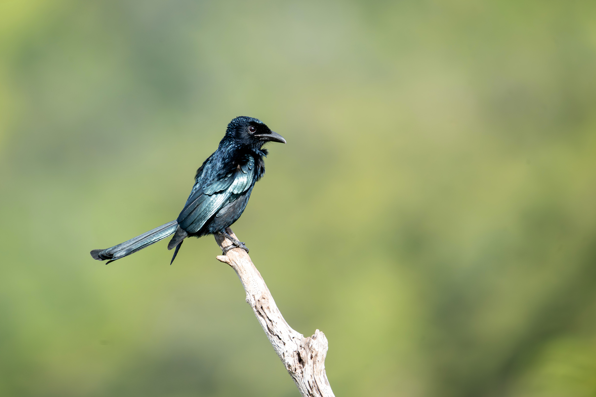 Palawan Drongo (Dicrurus palawanensis), photo 10