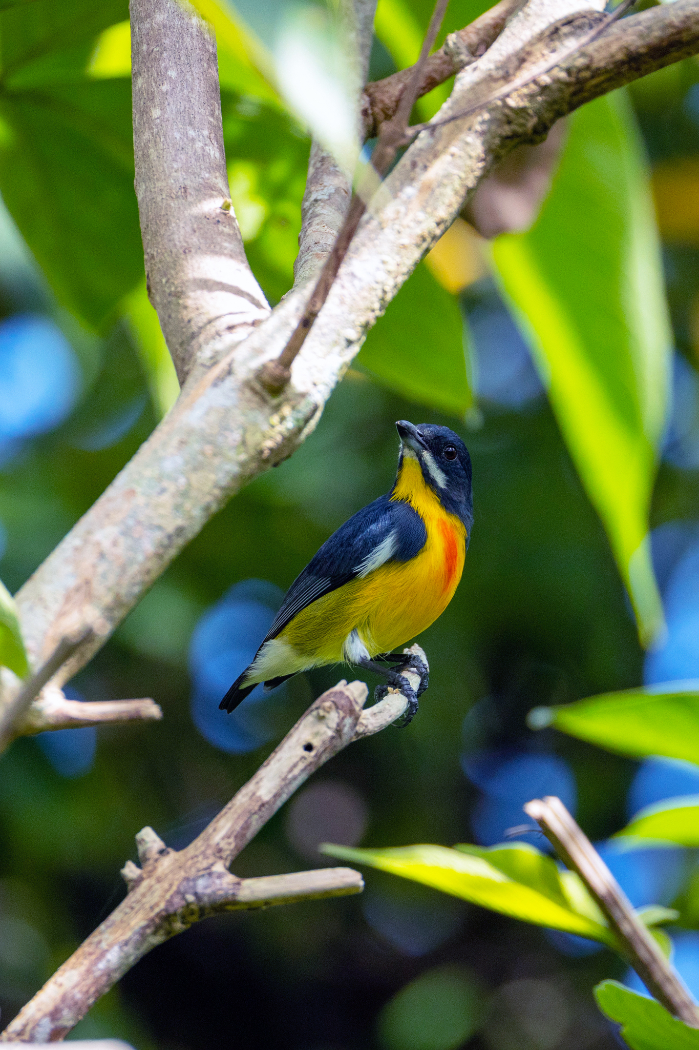Palawan Flowerpecker (Prionochilus plateni), photo 2