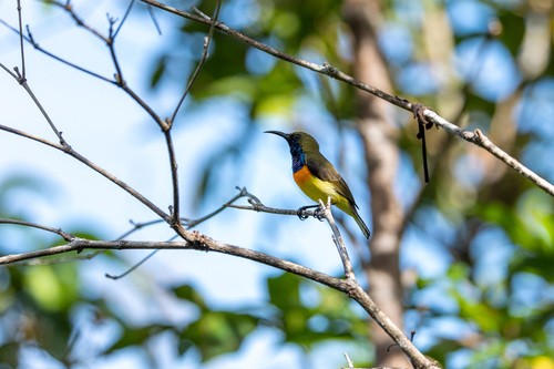 Palawan Sunbird (Cinnyris aurora), photo 5